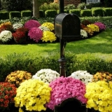 Kako uzgajati sferične krizanteme